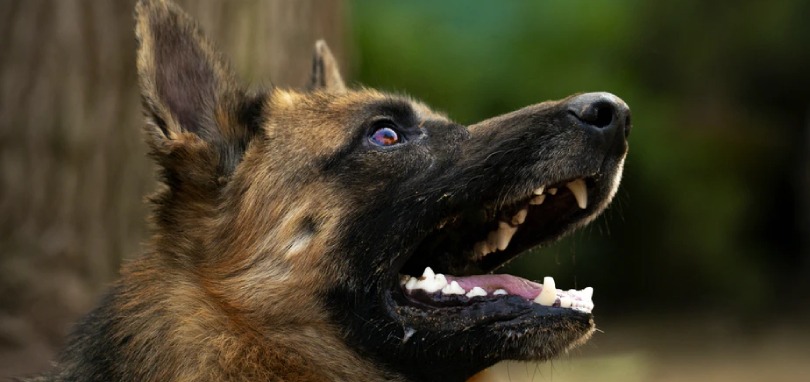k9 or dog german Shepard